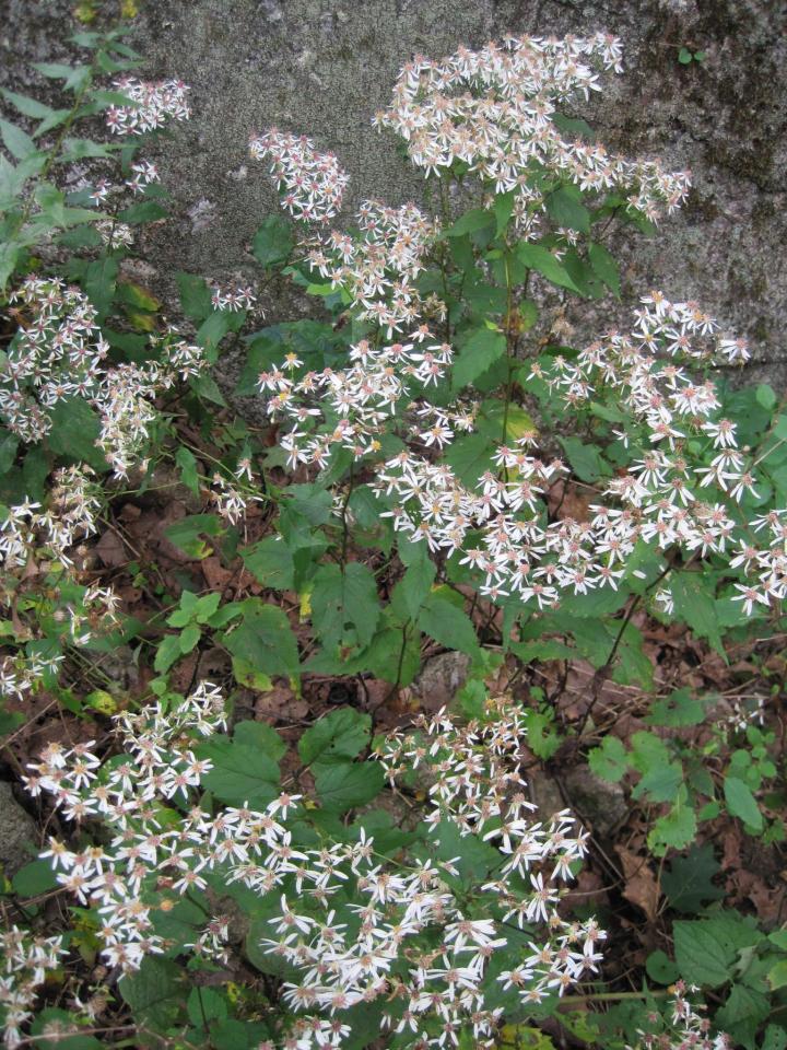 white wood aster, Eurybia divaricata